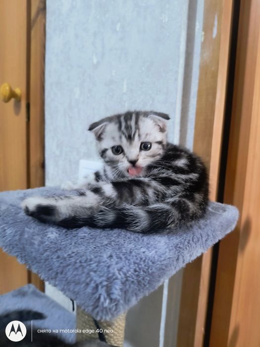 Продам шотландских котят