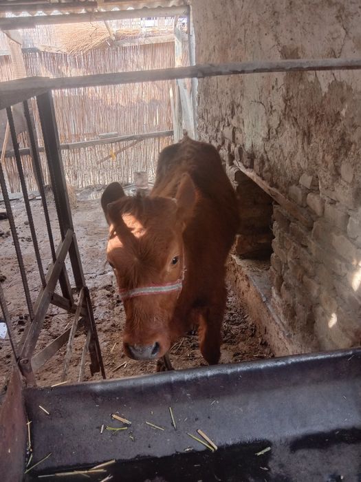 Она бола сигирлар бор