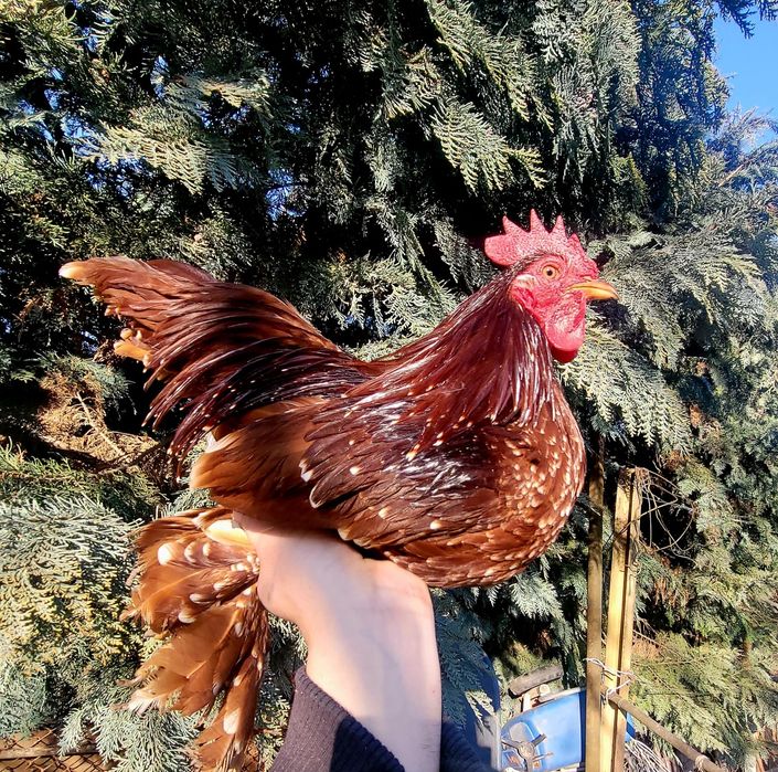 Vand gaini pitice mii de flori