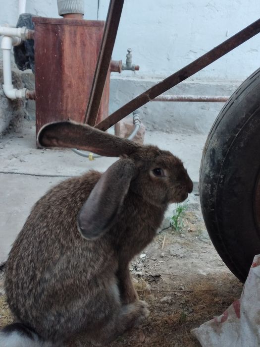 Куенлар сотилади