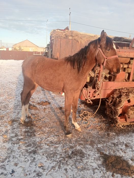 Ағылшын тайлар  полтарашки