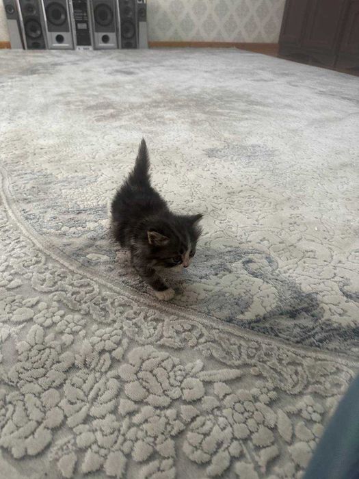 Милый, ласковый игривый котик ищет любящий дом.