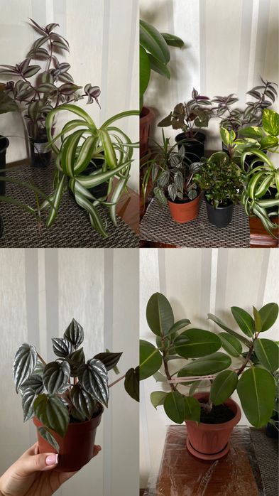 Продам комнатные растения