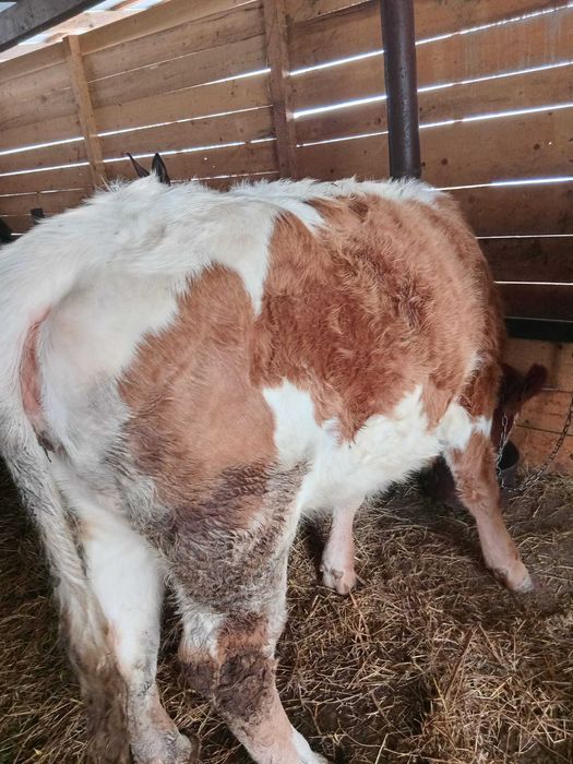 Vând junincă gestantă de 5 luni