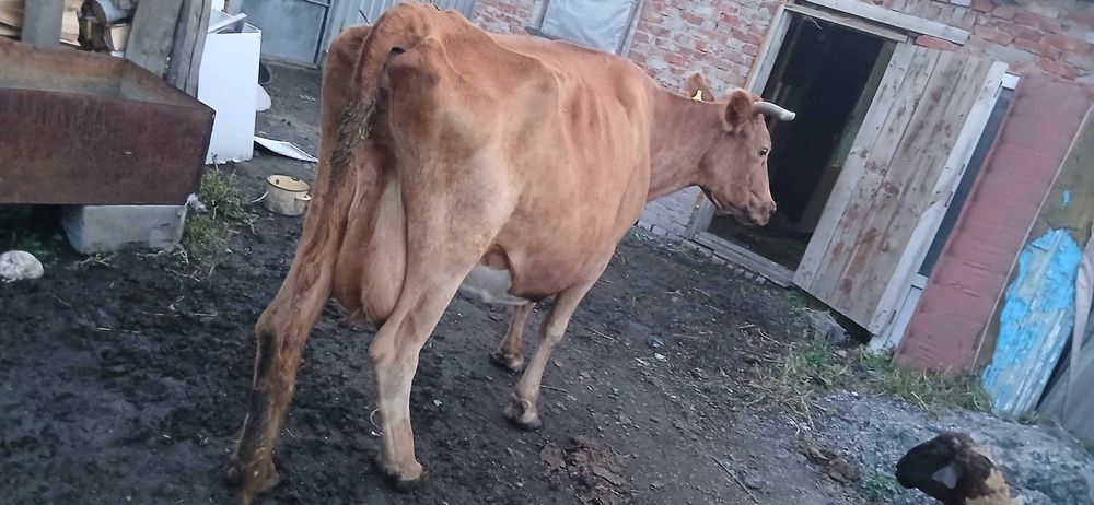 Продам корову старая в запуске