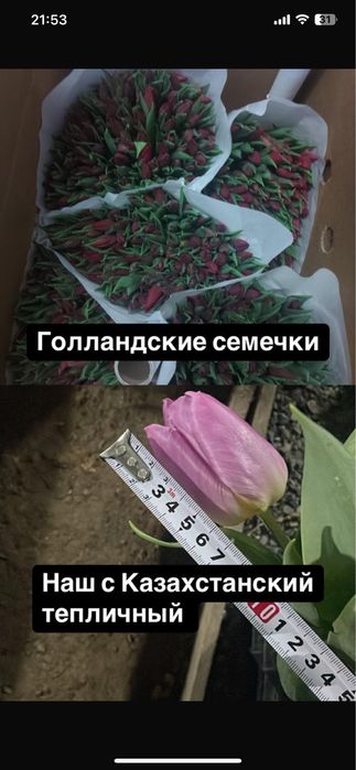 Самые  крупные тюльпаны в казахстане