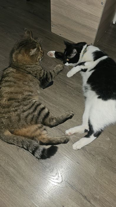 КОТИК в добрые руки