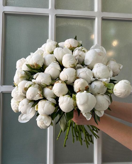 Пионы Голландские, Итальянские розница и опт