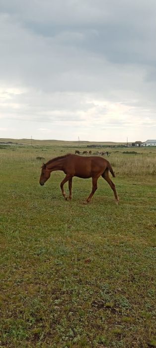 Байталллл байталллл