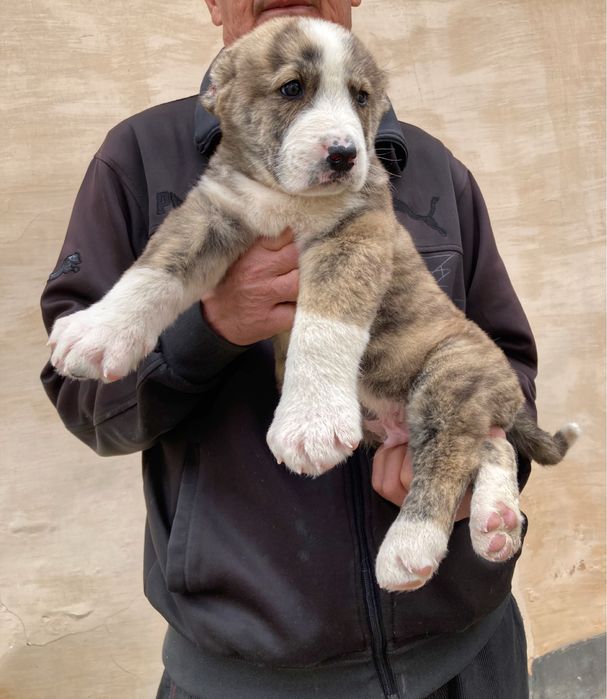 Щенок Алабая ( Туркменский ) чистокровный