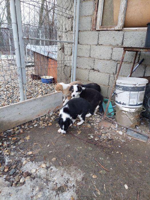 Donez catei/ caini/ catelusi