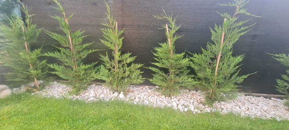 Plante ornamentale Seini/ leylandi