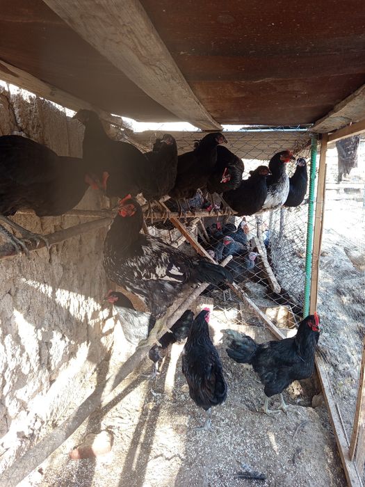 Asalomu alekum qorozlar sotladi