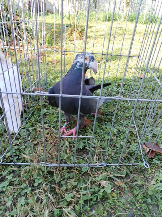 Porumbei voiajori stil vechi de vanzare