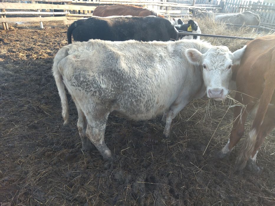 Продам корову 3 года