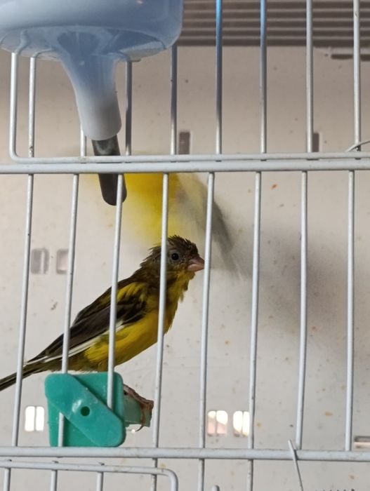 Canari rasa spaniola