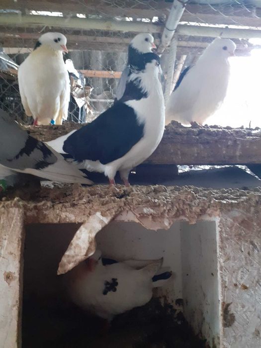 Vand porumbei jucatori galateni