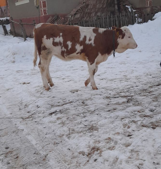 Vițea balțati românesti