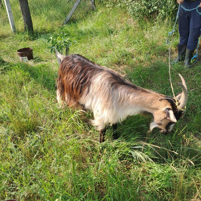 Vând capra de 3 ani
