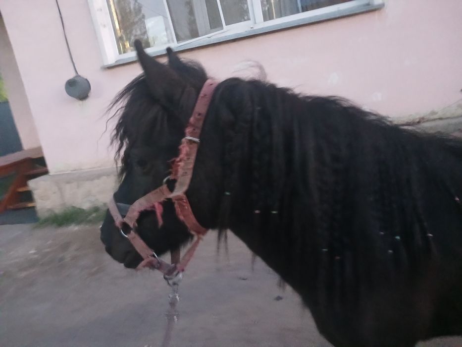 Продам пони шотландская