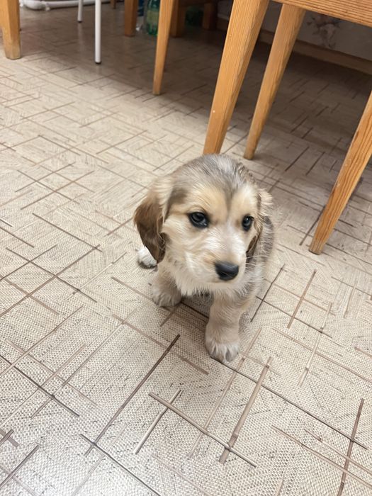 Отдадим щенка в хорошие руки