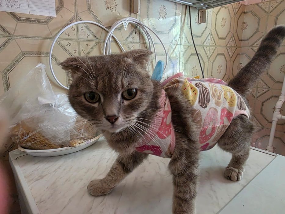 Отдам кошечку  вислоушка