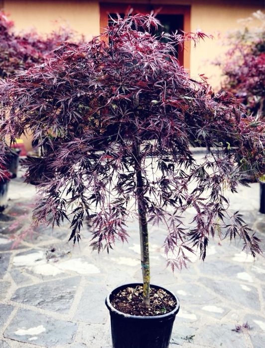 Arțar roșu japonez