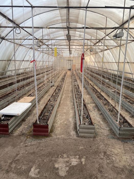 Сдается в аренду теплица, общей площадью 1000 кВ.м.