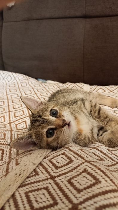 Продам котят-охотников!
