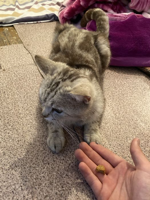 британский