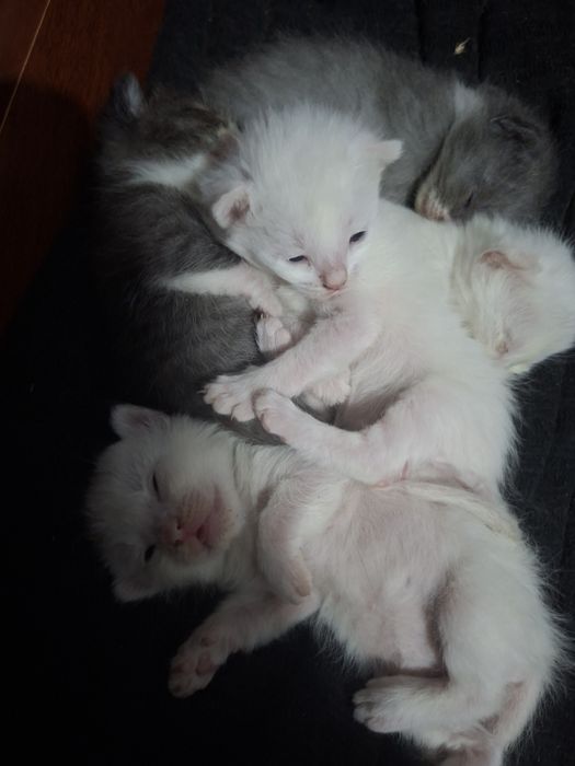 Отдам котят в хорошие руки