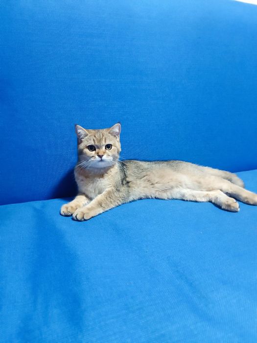 Мушук Шатланский золотой шингшила