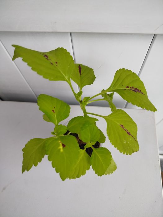 Продам сортовые  колеусы