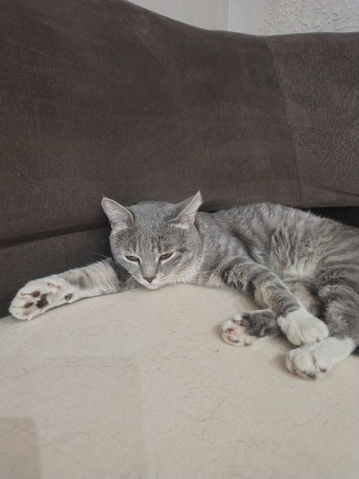 Котик в добрые руки