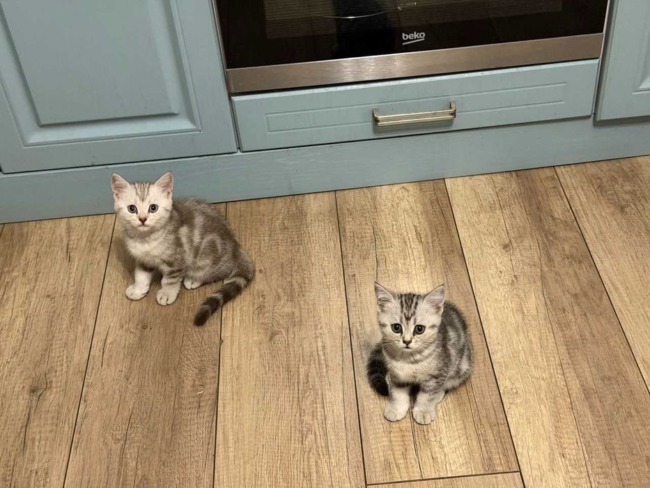 Продам котят. Шотландские