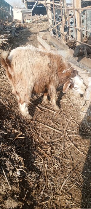 Qoʻchqor erkak echki  sotiladi kelishilgan holda