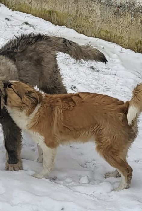 Femela metis ciobanesc