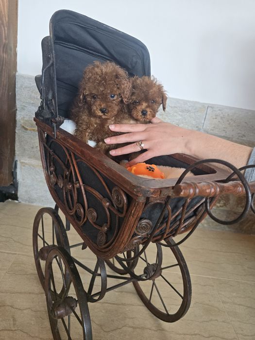 Тийкъп Пудел момичета