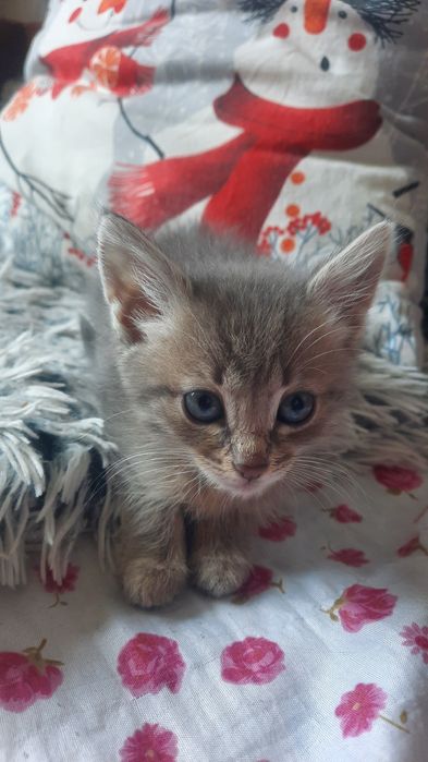 Отдам котенка в добрые руки