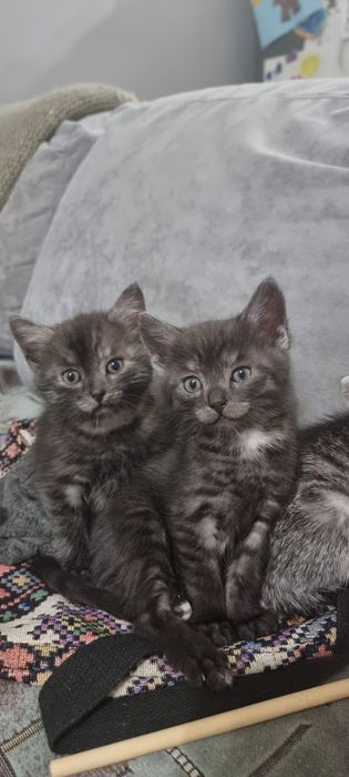 котята в добрые  руки