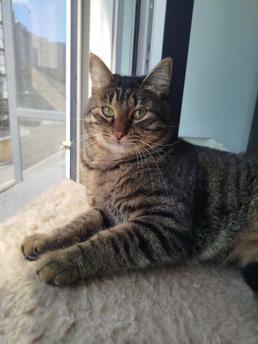 Кот 1 год в добрые руки (кастрирован)