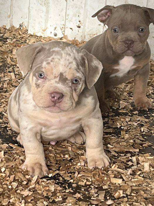 Щенки американский булли