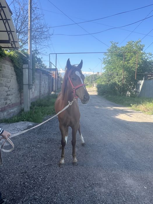 Таза канды агылшын тай