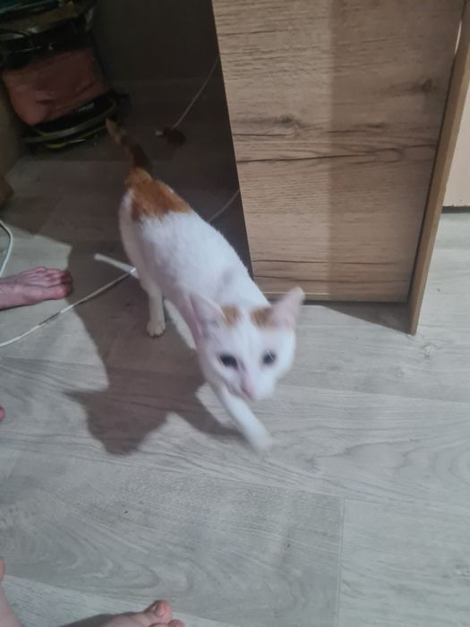 Отдам кота в добрые руки