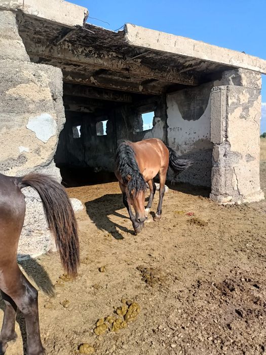 Продам Құнан, далада күйі жақсы