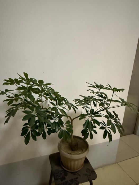 Продам цветы цены от 10000 до 20000тенге