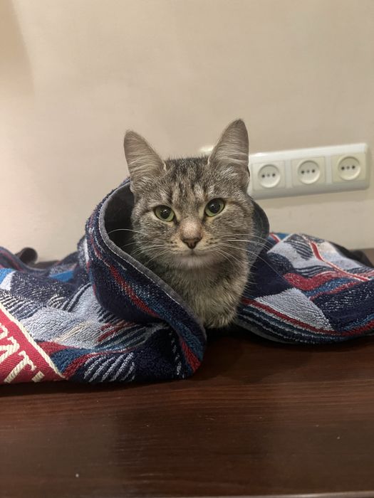 Кошеяка ищет дом