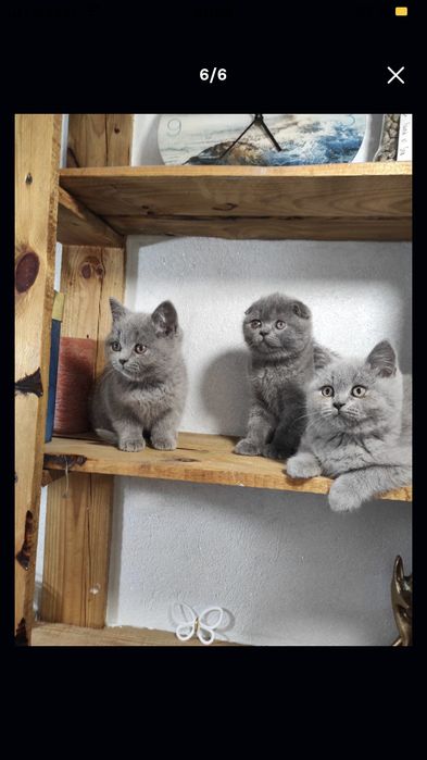 British shorthair blue de la crescător - felisa
