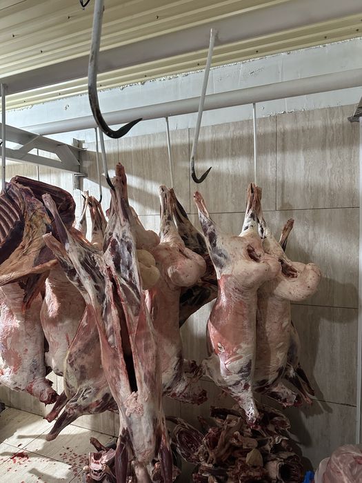 Принимаем мясо говядины конины баранины