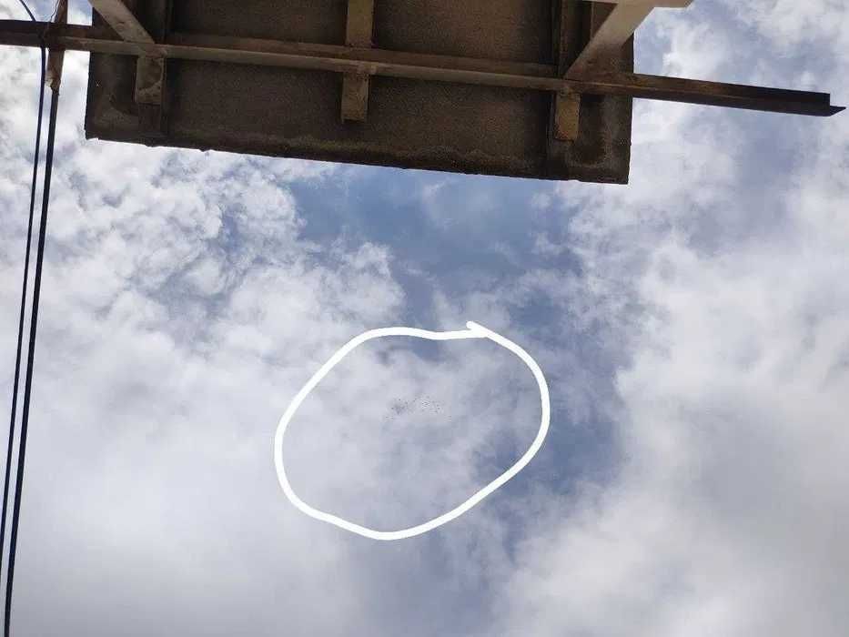 Продам Молодых ИНДОПАКИСТАНСКИХ Высоко-Лётно игровых голубей